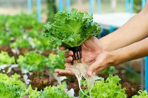 Person holding lettuce with roots grown in a hydroponic system, showcasing the hydroponic method's efficiency.