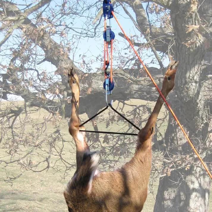 Deer hoisted with Self Locking Block and Tackle Hoist System With 35 Ft Polypropylene Rope, 300 Lb Capacity