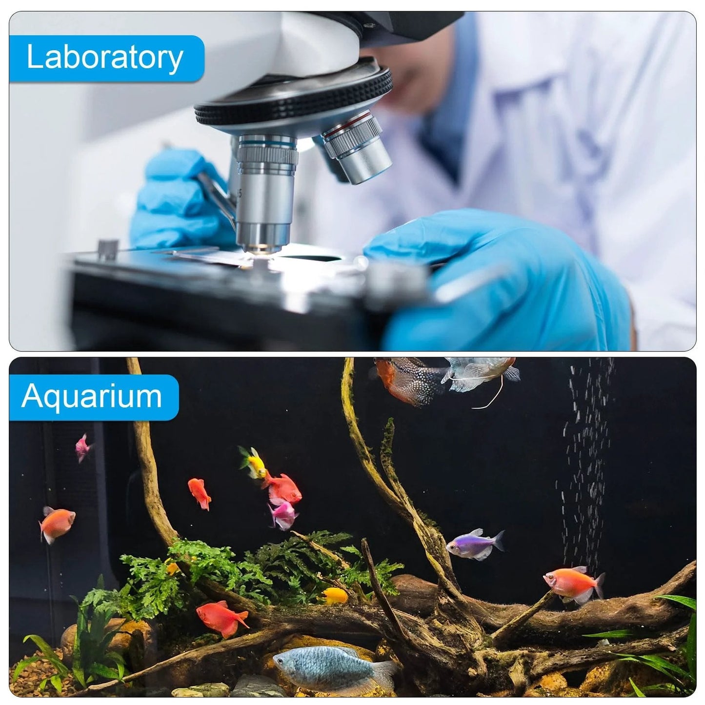 Split image showing a laboratory scene with a microscope and gloved hands, and an aquarium with colorful fish and aquatic plants.