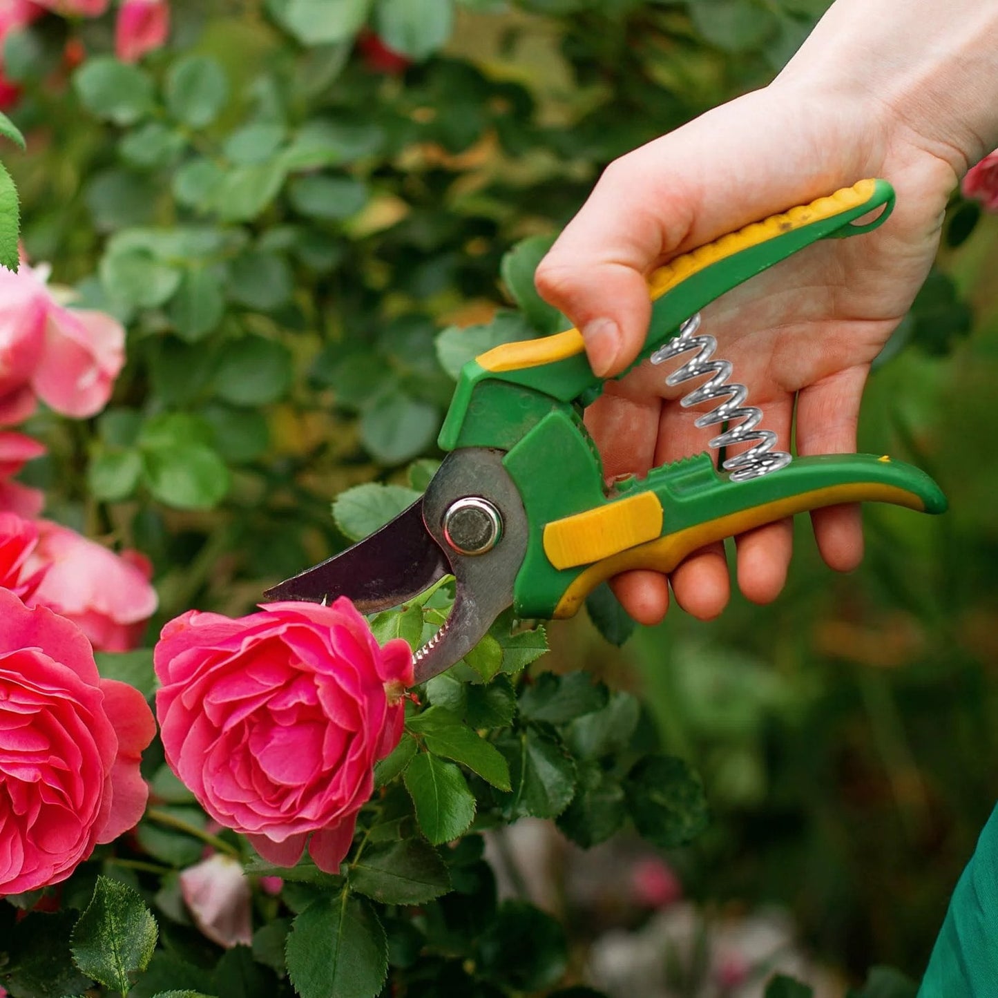 Person using green and yellow garden shears to trim pink roses in a garden