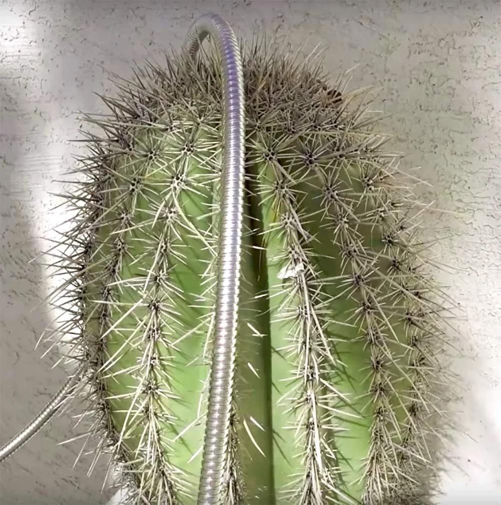 Heavy Duty 304 Stainless Steel Garden Hose Connector, Beaulife 5 Ft Short Water Hose Extension draped over a cactus