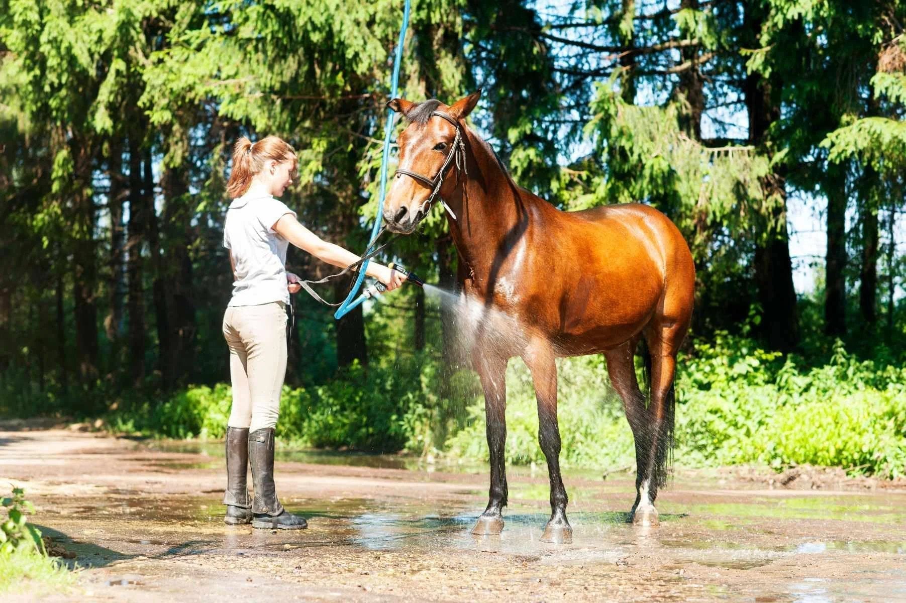Person washing a horse outdoors with Ultra Light Rubber Garden Hose 5 Eighths Inch by 15 Feet for Hot and Cold Water.