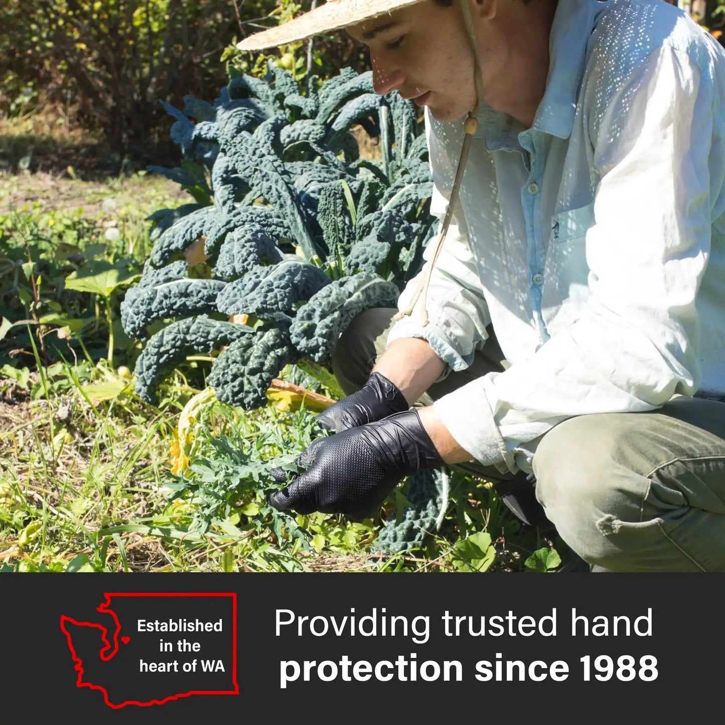 Gardener wearing Black Nitrile Disposable Gloves 6 Mil Raised Diamond Texture, working in vegetable garden with leafy greens.