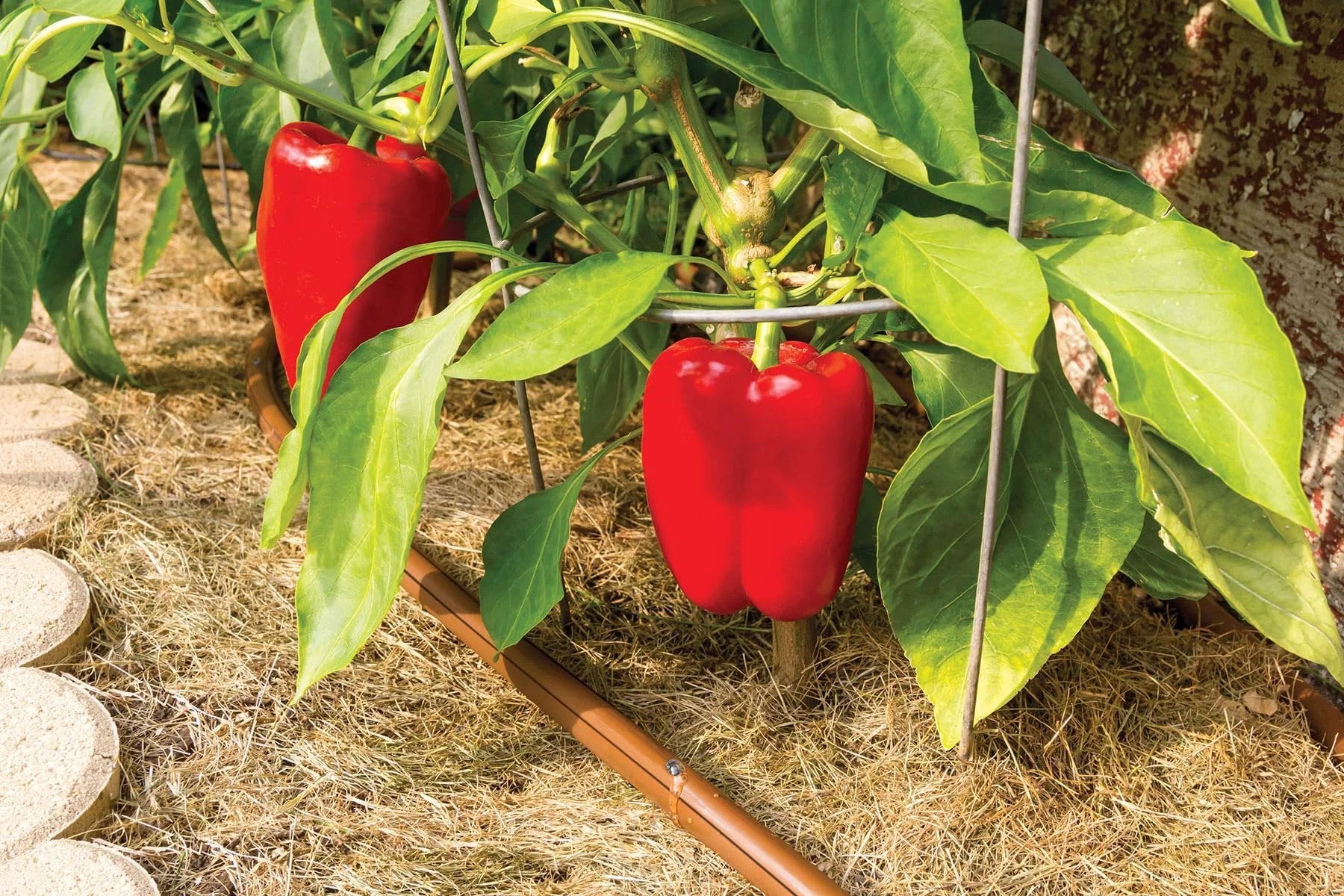 Drip Irrigation System With Pressure Compensating Emitter Tubing Kit Half Inch Diameter 0.9 GPH Emitters Every 18 Inches 100 Foot Brown Roll installed in garden with red peppers.