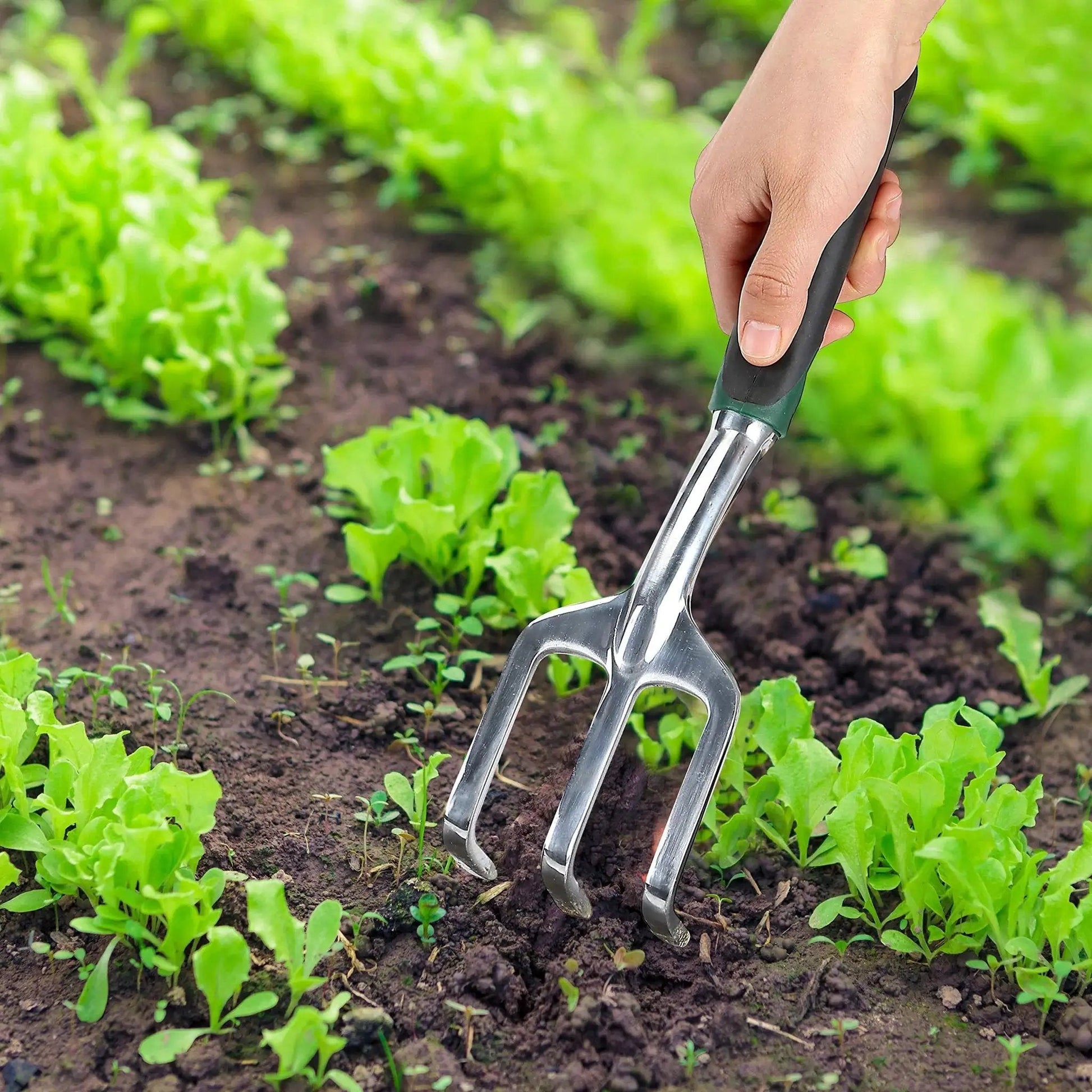 Hand using Eleven And A Half Inch Hand Rake For Weeding And Soil Turning With Three Prong Metal Cultivator For Garden Beds And Plots