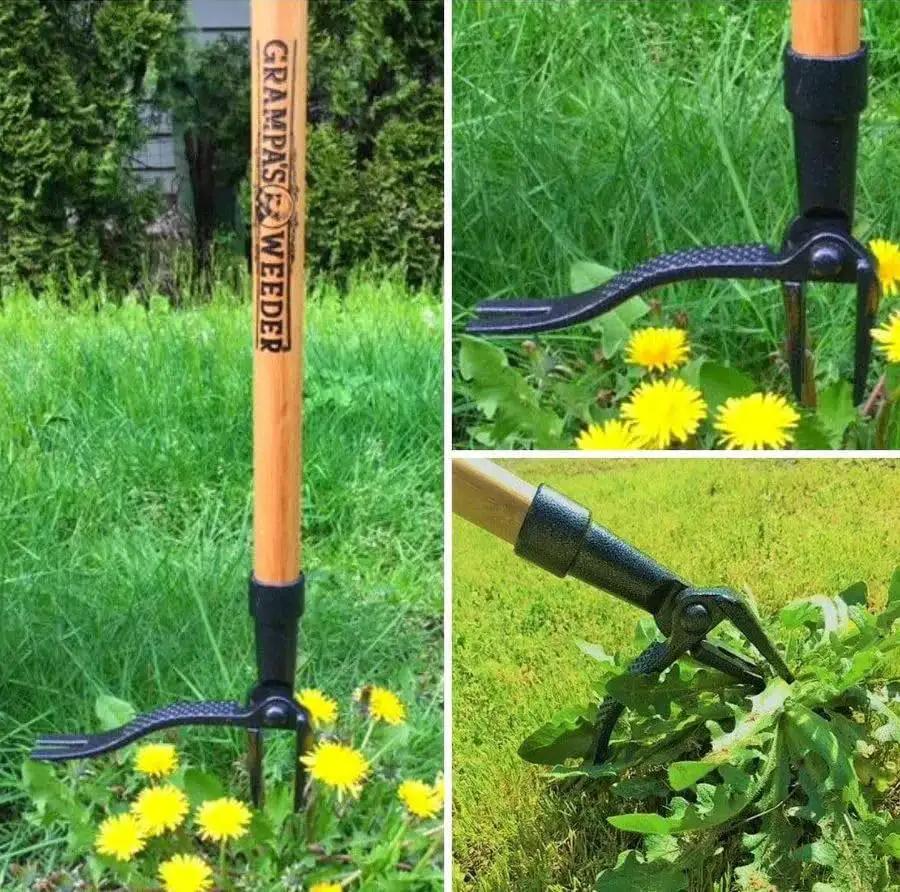 Stand Up Weed Puller With Long 45 Inch Handle And Four Claw Steel Head Made From Real Bamboo Back And Knee Friendly Weeding Tool Easily Remove Weeds Without Bending Kneeling Or Pulling Classic 1913 Design in use in a garden