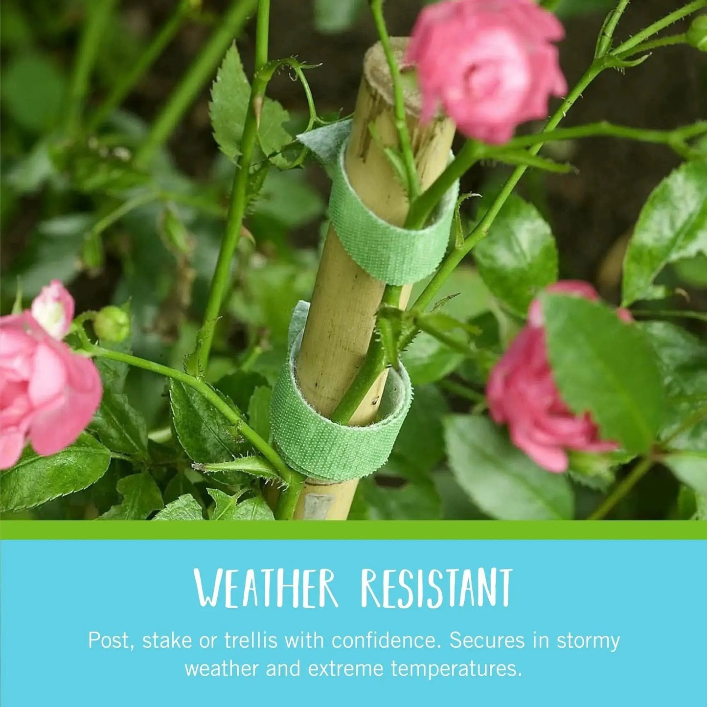 One Wrap Garden Ties For Plant Supports Reusable Adjustable Ties Cut To Length 50 Ft By One Half Inch Green Recycled Plastic Non Slip Grip Durable Secure Indoor And Outdoor Use Weather Resistant shown securing plant to stake