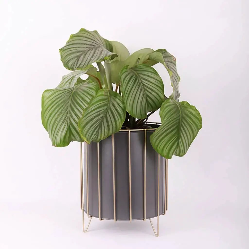Rust Resistant Iron Plant Pot Stand Set For Indoor And Outdoor Use with White Finish and Decorative Frame with large potted plant.